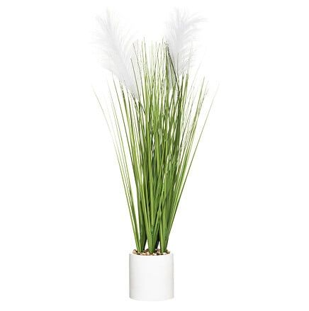 PLANTA PLUMERO 70 CM DE ALTO