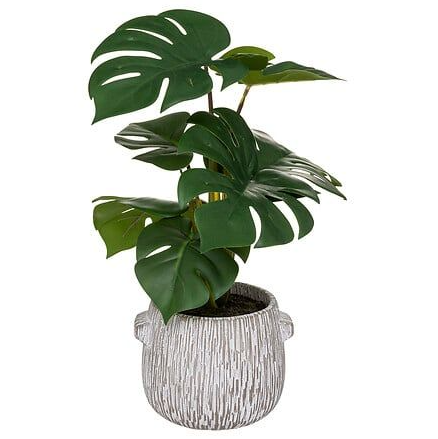 MONSTERA CON MACETA ESTRIADA CEMENTO  35 CM DE ALTO